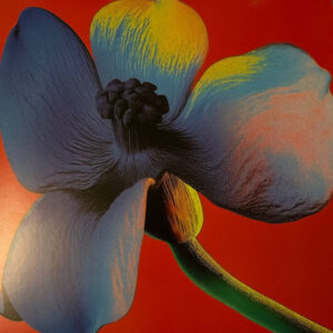 Lettera Q - Nayt - Autografato